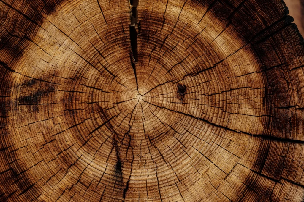 Close-up of natural wood grain and tree rings.