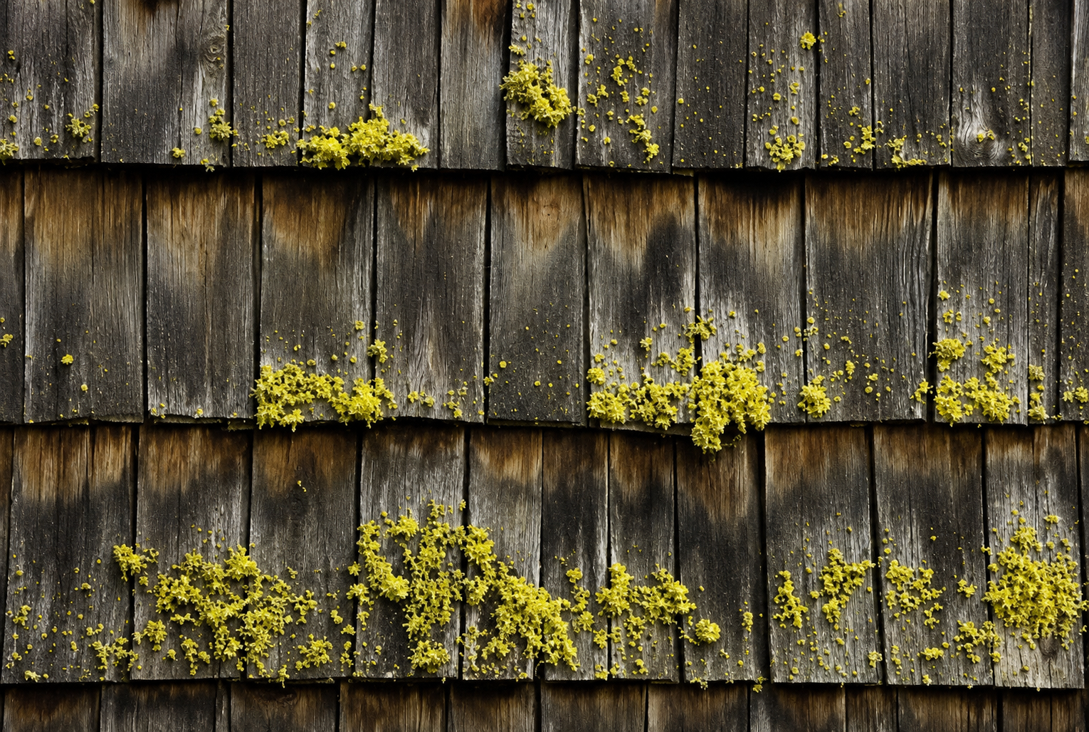 An image of moist shingles with moss. 