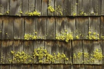 cedar-shake-roof-damp-moss.jpg