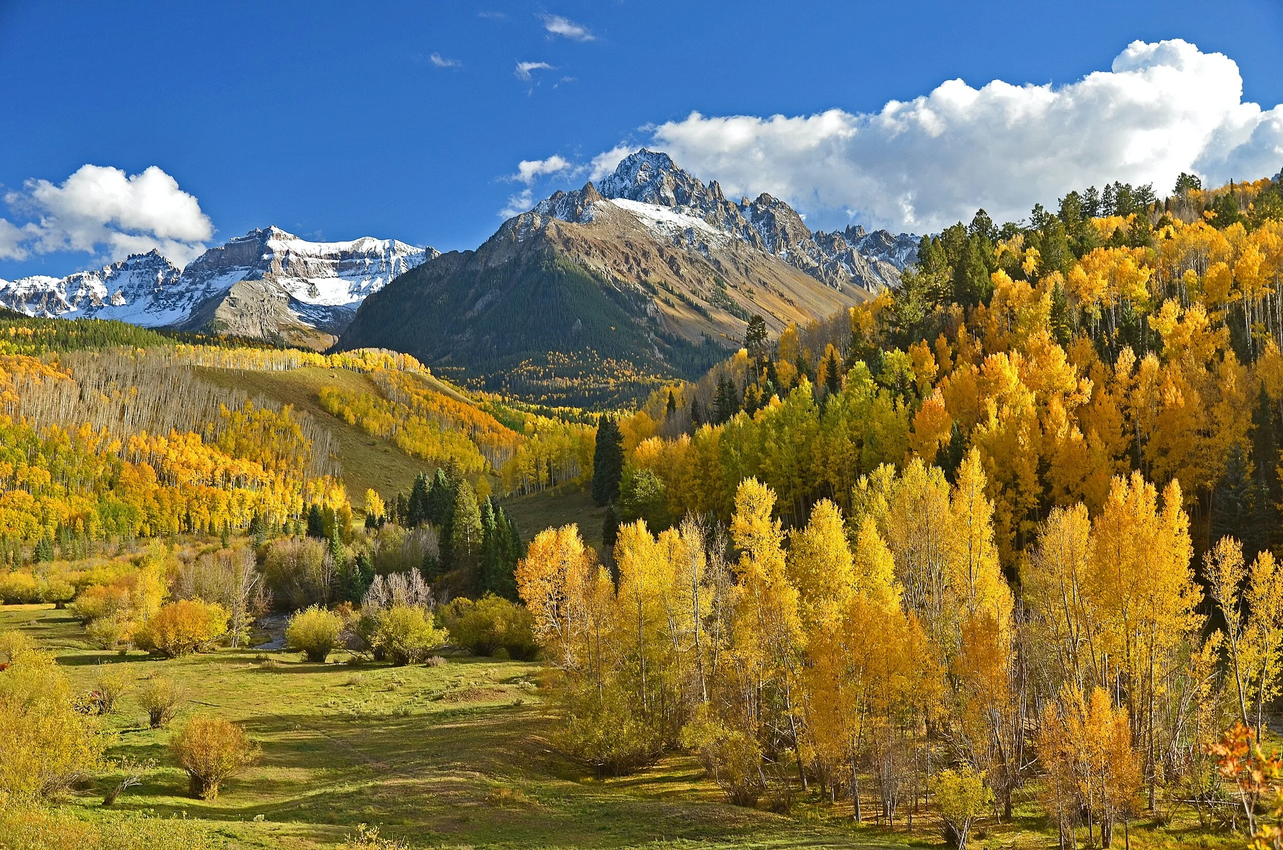 Beautiful aspen trees in the Rocky Mountains with blue sky in the background.