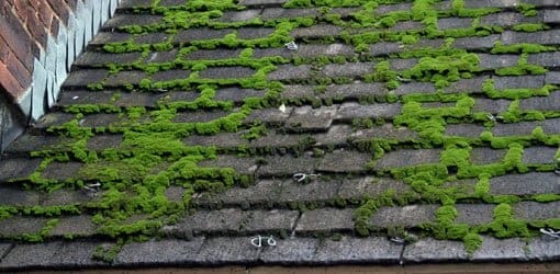 moss-on-roof-growing-mold-mildew-algae.jpg
