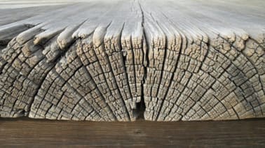 natural-wood-decay.jpg
