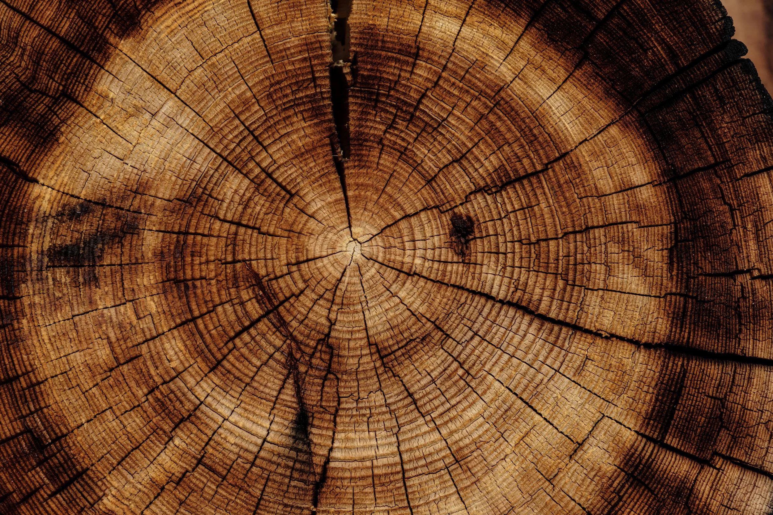 natural+wood+shake+tree+trees.jpg
