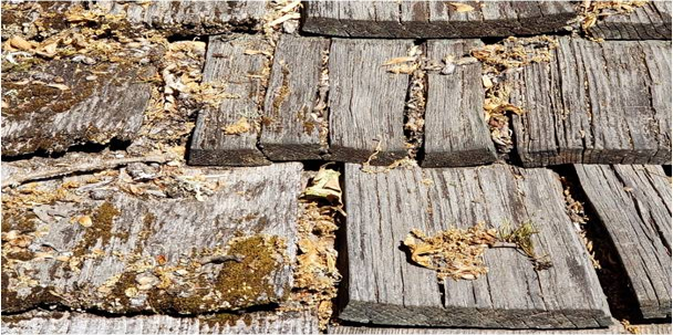 An image of moss on a cedar shake roof.